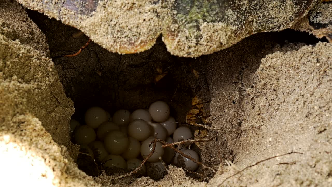 Karetschildpad die eieren legt in een uitgegraven nest, bovenop een hoop eieren.
