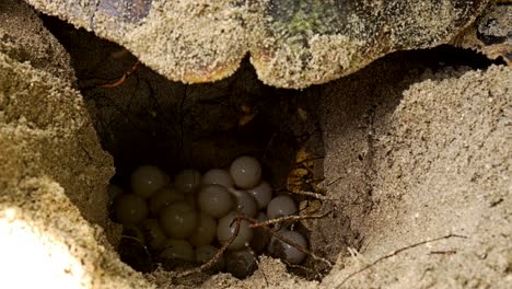 hawksbill turtle laying eggs on a pile of eggs into a dug nest