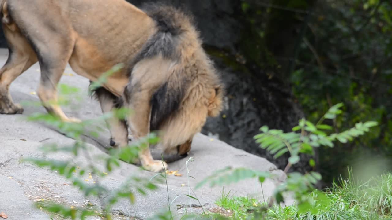 사자, 정글의 왕