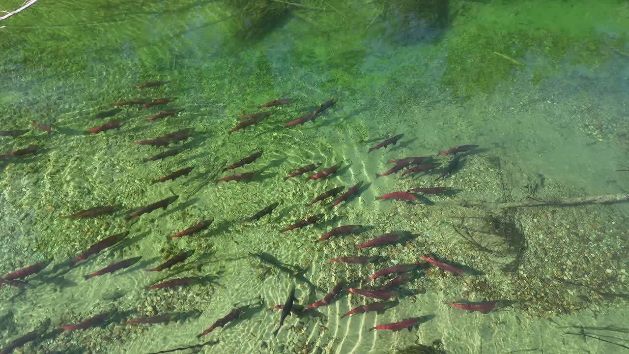 Sockeye salmon swimming in shallow crear waters in the Pacific Northwest, Canada.
