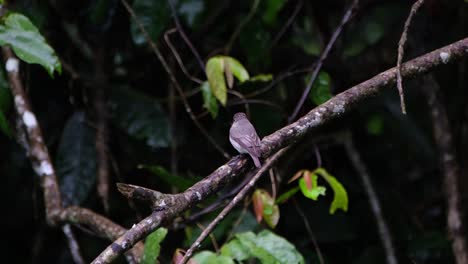 Encaramado-En-Una-Rama-Baja-En-El-Bosque-Como-Se-Ve-Desde-Atrás-Mirando-Alrededor,-Papamoscas-Marrón-Asiático,-Muscicapa-Dauurica,-Parque-Nacional-Khao-Yai,-Tailandia