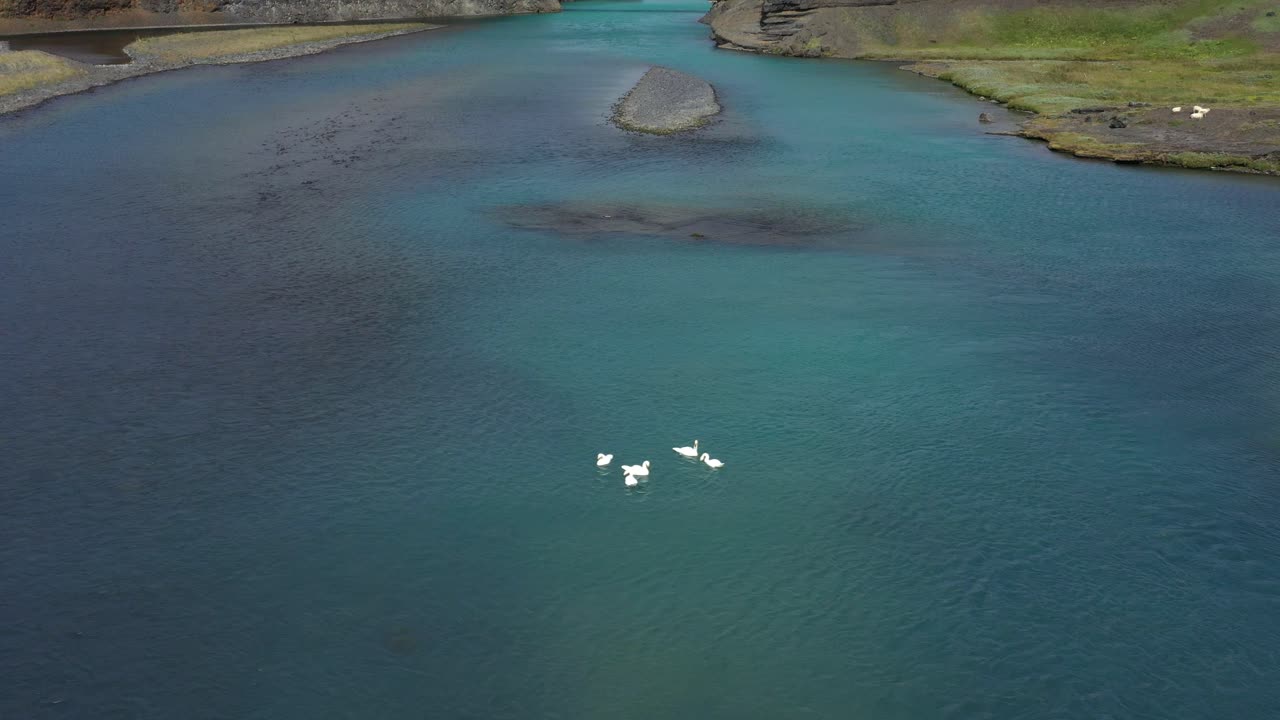 río islandés con cisnes y puente
