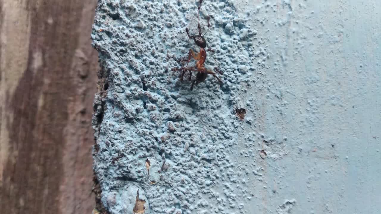 primer plano de hormigas arrastrándose por la pared