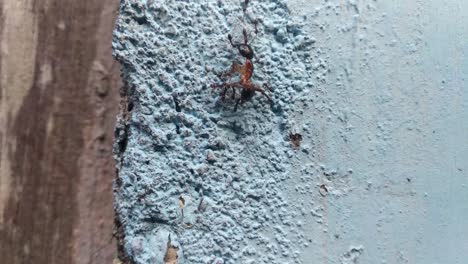 close up shot of ants crawling on the wall