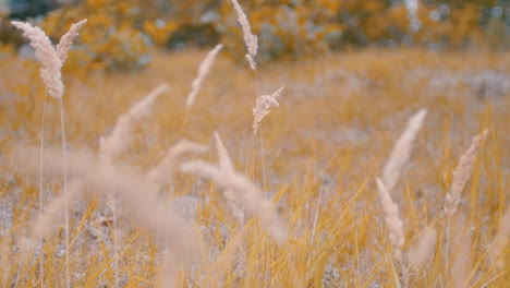 Guy-picking-up-a-wheat-in-a-field-and-walks-on-while-it's-sunny