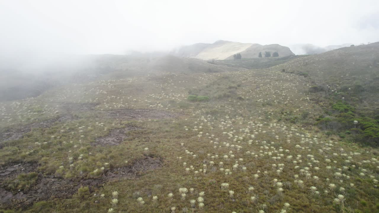 vista de las plantas de espeletia frailejones en las colinas cubiertas de nubes