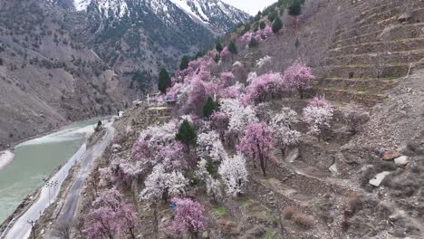 blooming fruit trees in a mountain valley