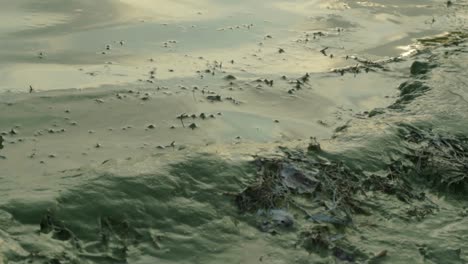 lake water and shore turned turquoise by algae