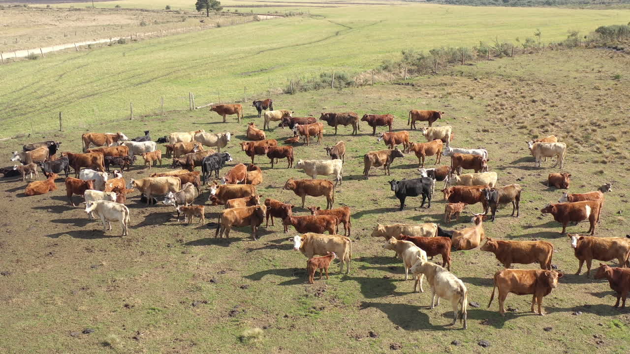 Toma aérea de establecimiento de un rebaño de vacas pastando en un pastizal brasileño