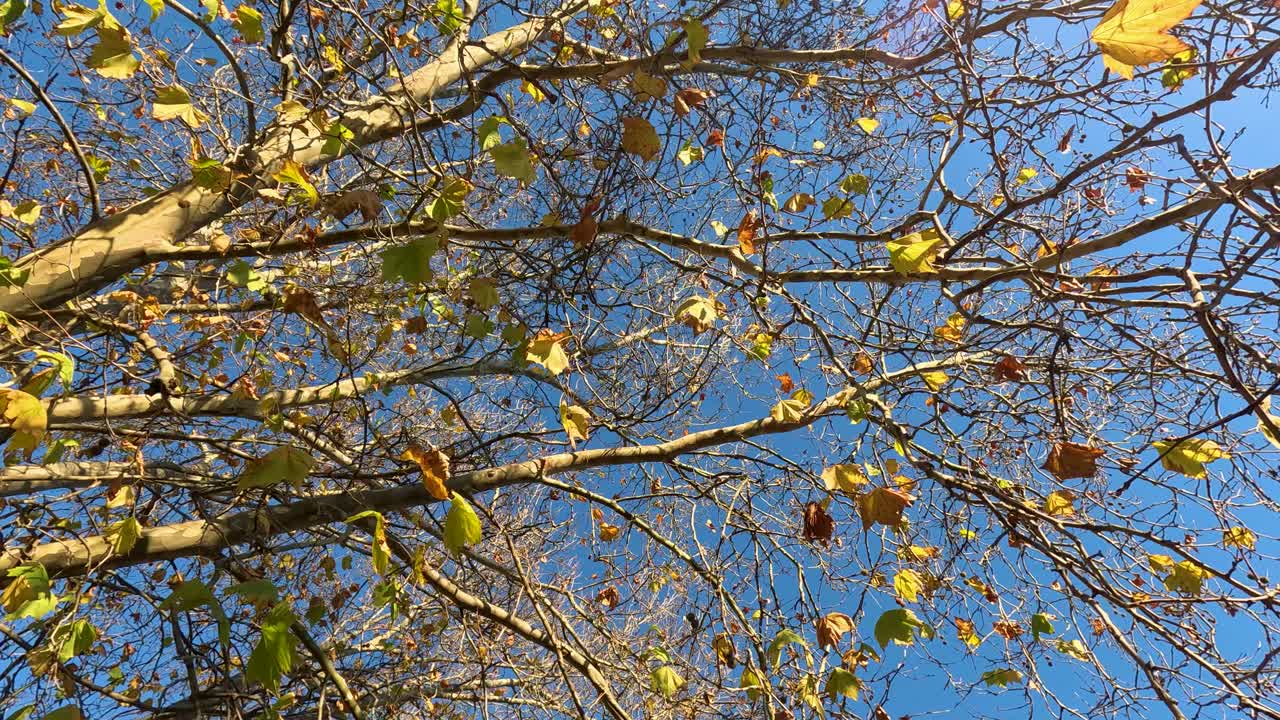 las hojas caen suavemente de los árboles en otoño.