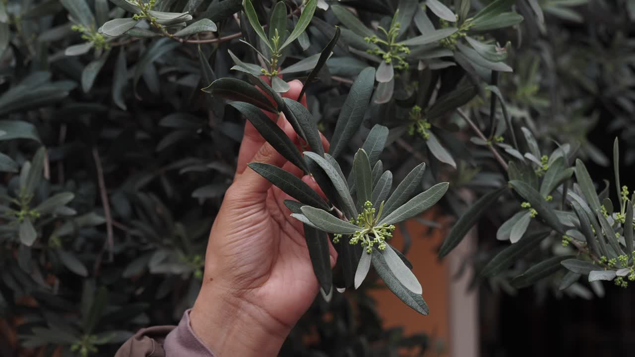 Hand holding olive branch