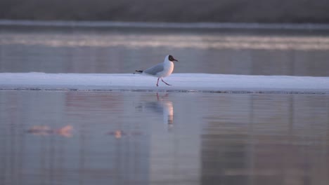 Lone-Black-headed-gull-strolling-on-drifting-ice-sheet-in-Sweden