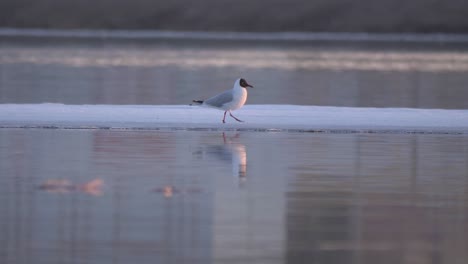 Gaviota-De-Cabeza-Negra-Solitaria-Paseando-Sobre-Una-Capa-De-Hielo-A-La-Deriva-En-Suecia