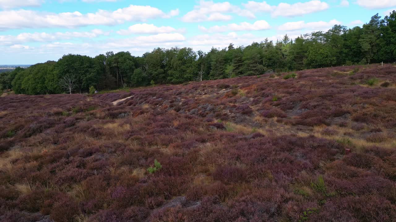 Luchtfoto van heidebloemen in natuurreservaat Mookerheide op een voormalig slagveld in Nederland