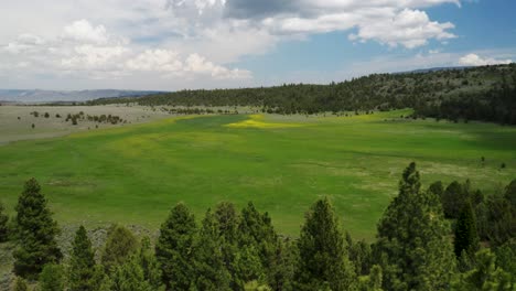 Luftaufnahme-Einer-Grünen-Wiese,-Bäumen-Und-Bergen-Tagsüber-In-Willowcreek,-Malheur-County,-Oregon,-Vereinigte-Staaten