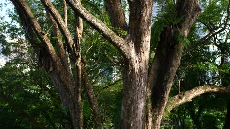 gran tronco de árbol en un parque