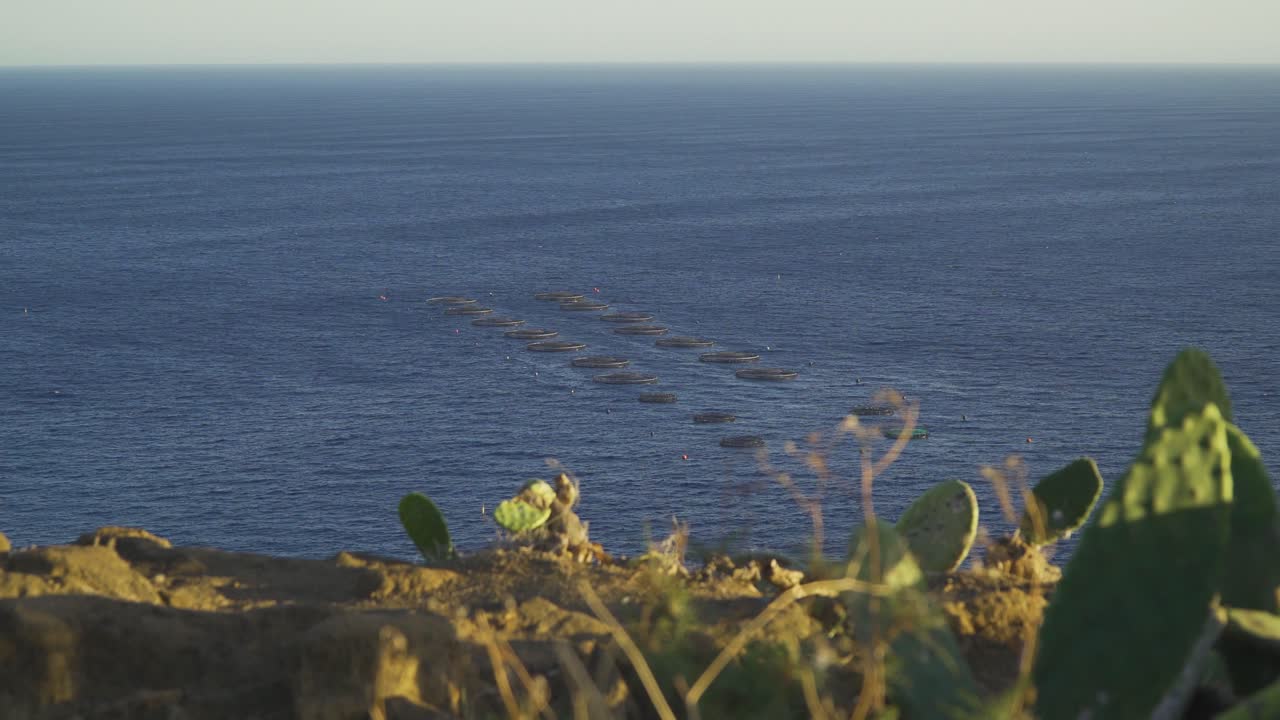 Aquaculture cages of gilt-head bream (sparus aurata) from the sparidae family in the seas of madeira island, Portugal.