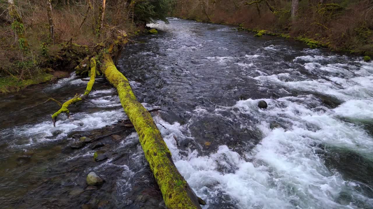 Beautiful view of fallen tree covered in moss in fast flowing Cedar river in forest in Washington State