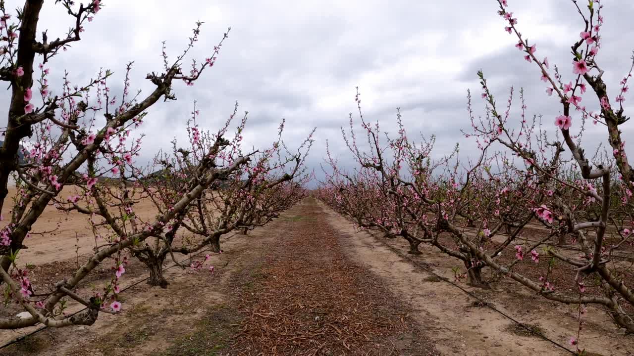 Campo di ciliegi in fiore