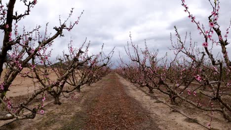 Field of blossoming cherry trees