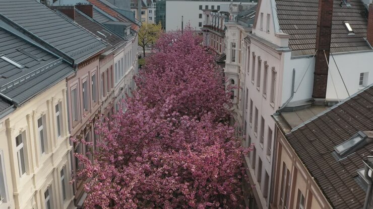 Drone - Aerial shot of the Cherry Blossom in the city Bonn Kirschbluete in der Heerstraße Breitestraße Bonn Tourism 30p