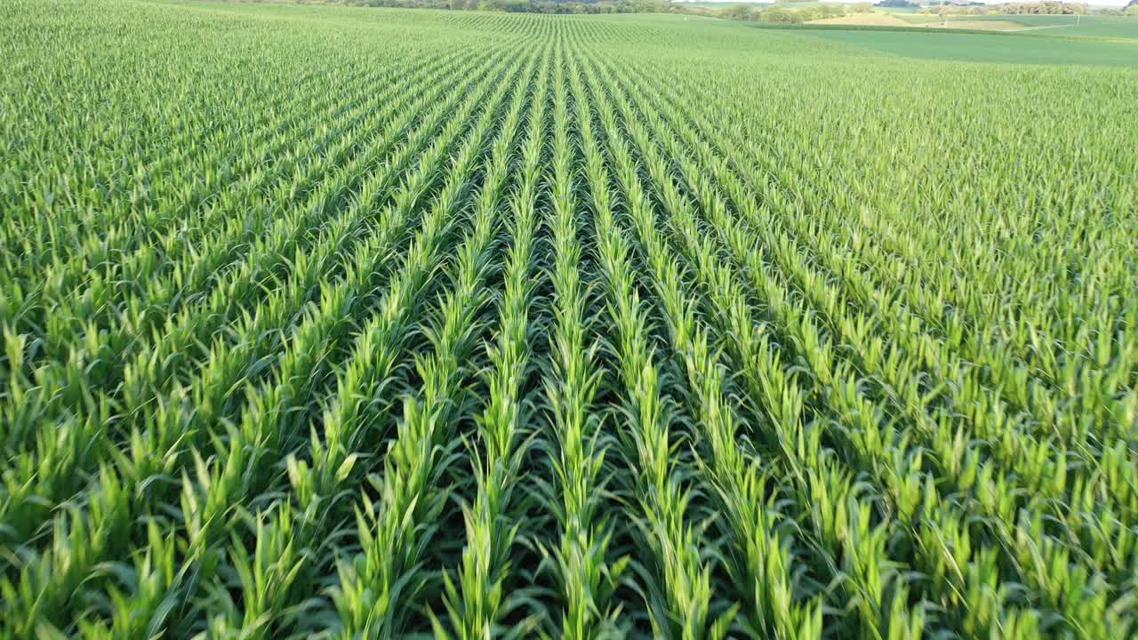 vista aérea de los campos de maíz y soja