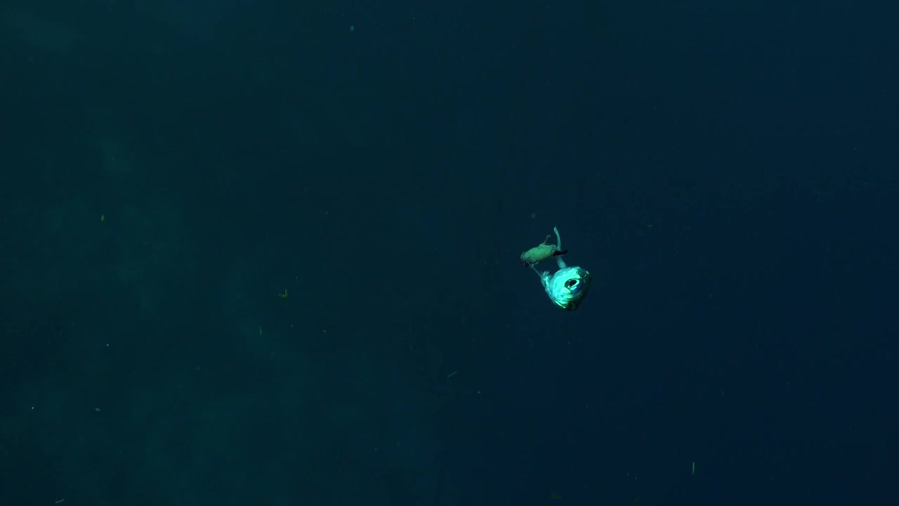 Wide angle shot of sardine head drifting in the open ocean after fish attack