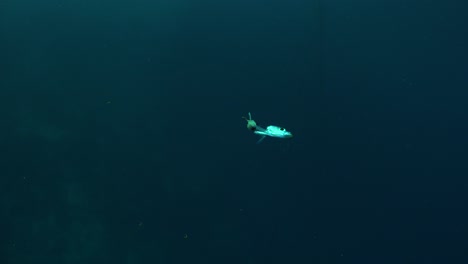 Wide-angle-shot-of-sardine-head-drifting-in-the-open-ocean-after-fish-attack