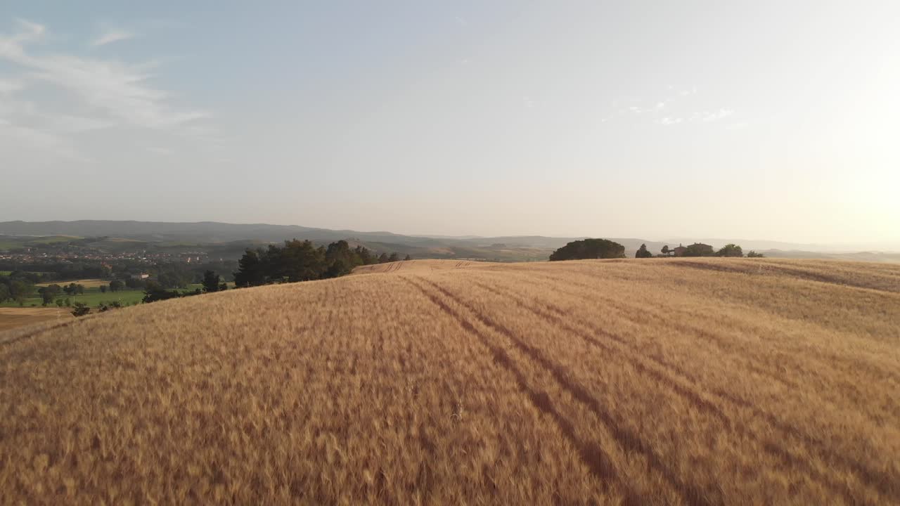 vista aérea del típico campo de trigo toscano en crete senesi en luz dorada, verano