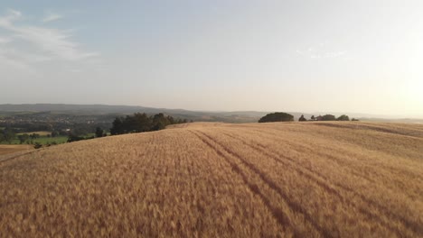 Luftaufnahme-Des-Typischen-Toskanischen-Weizenfeldes-In-Crete-Senesi-Im-Goldenen-Licht,-Sommer