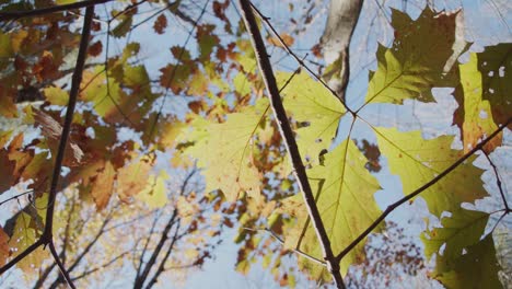 from underneath, looking up into the trees