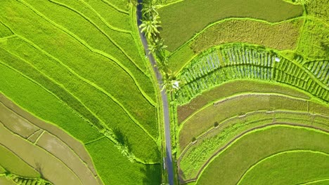 rice field with street in the middle