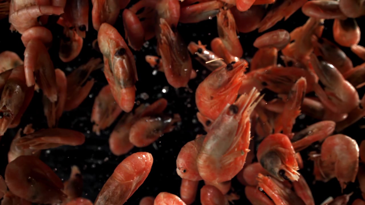 Friskkogte rejer falder i slowmotion på sort baggrund