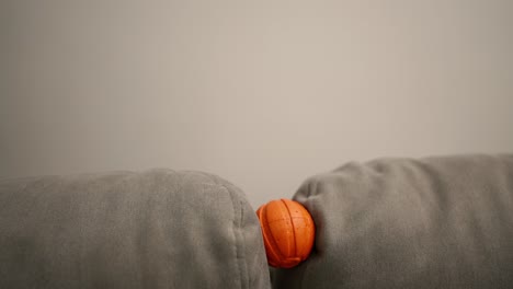 Slow-motion-Jack-Russell-playing-ball-on-the-couch-at-home