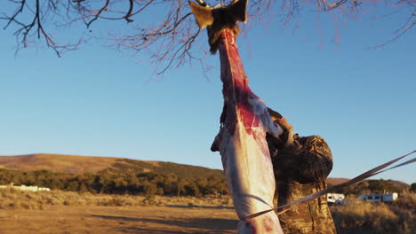 hunter skins deer kill during golden hour