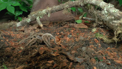 Vista-Frontal-De-Cerca-De-Tarántula-Andante