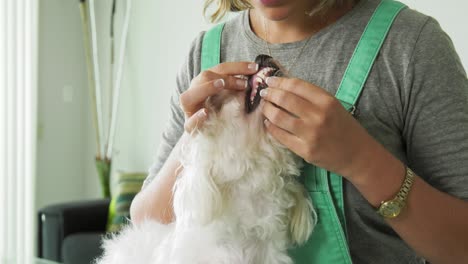 woman inspecting teeth dental hygiene of pet dog