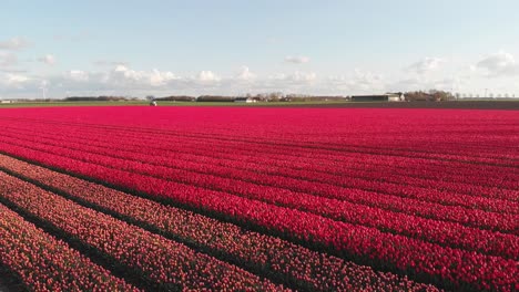 aerial: beautiful red tulips growing in netherlands fields, 4k landscape