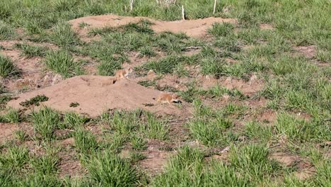 los perros de la pradera juveniles exploran los pastizales fuera de su madriguera en el refugio nacional de vida silvestre del arsenal de las montañas rocosas, cerca de denver, colorado