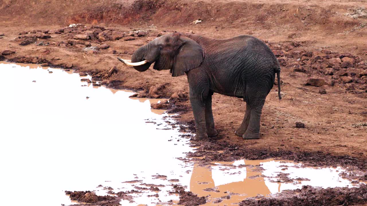 커다란 아프리카 코끼리 가 케냐 의 아베르데어 국립 공원 에 있는 물  ⁇  에서 진 ⁇  물 을 마시고 있다