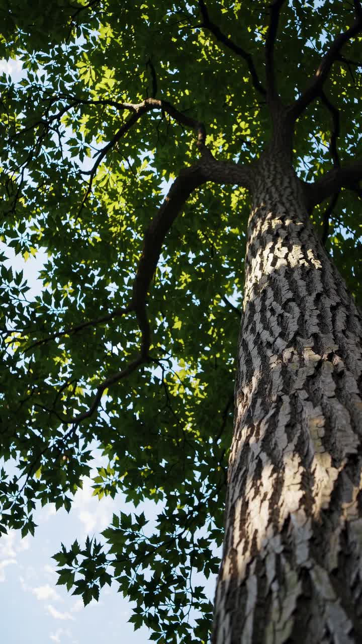 Low Angle View of a Tall Tree with Green Leaves Against Blue Sky