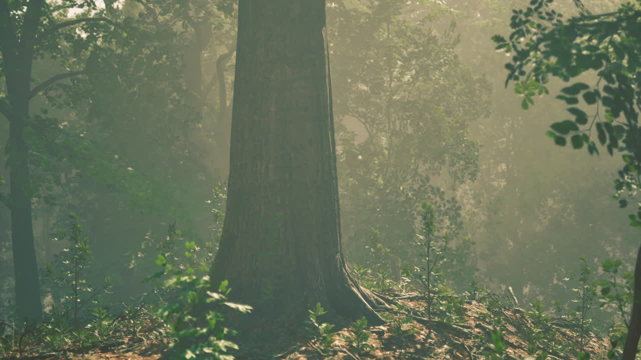 Sunlight filtering through trees in a serene forest setting