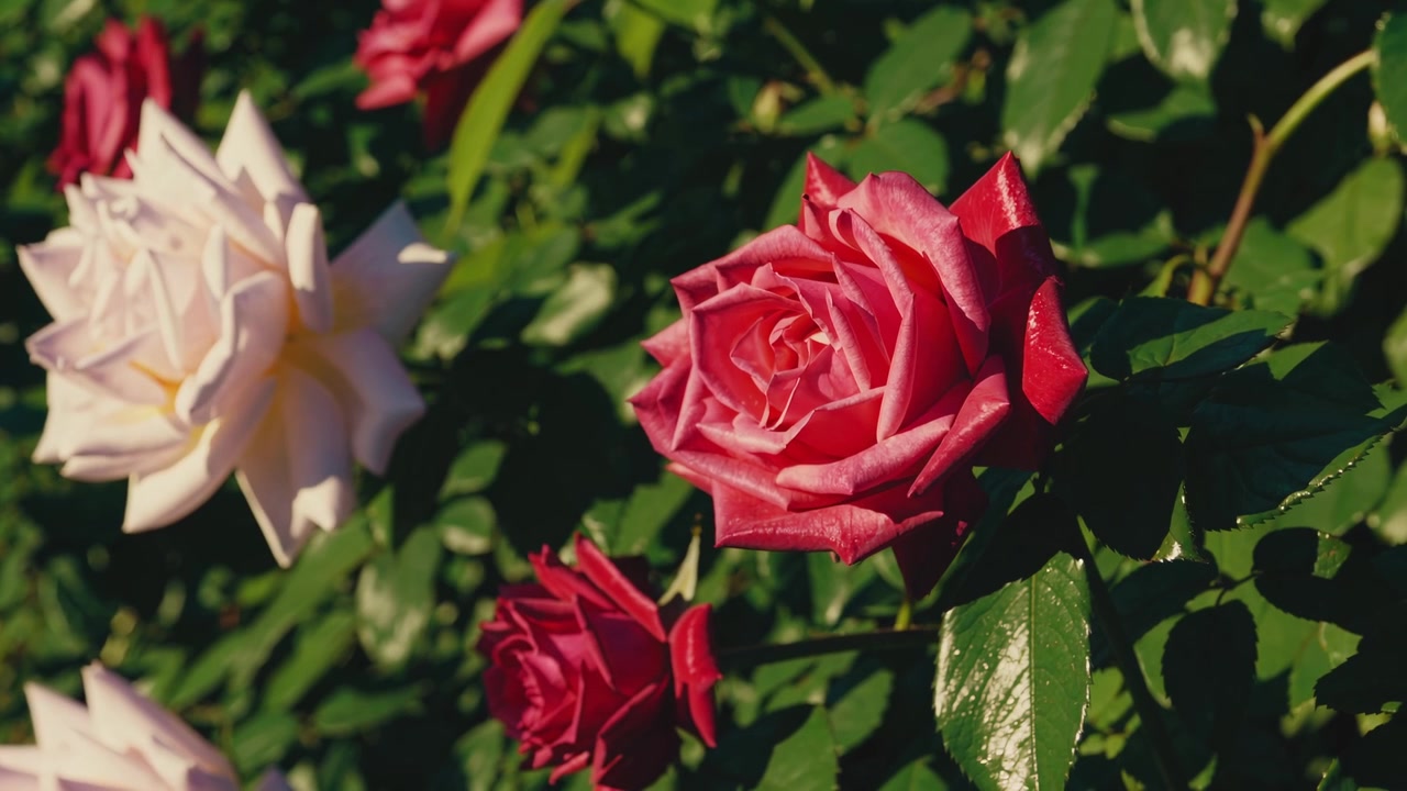 Rose rosse e bianche vivaci che sbocciano in un giardino soleggiato