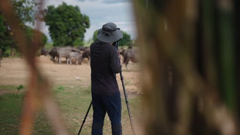 photographer capturing buffaloes in a rural setting