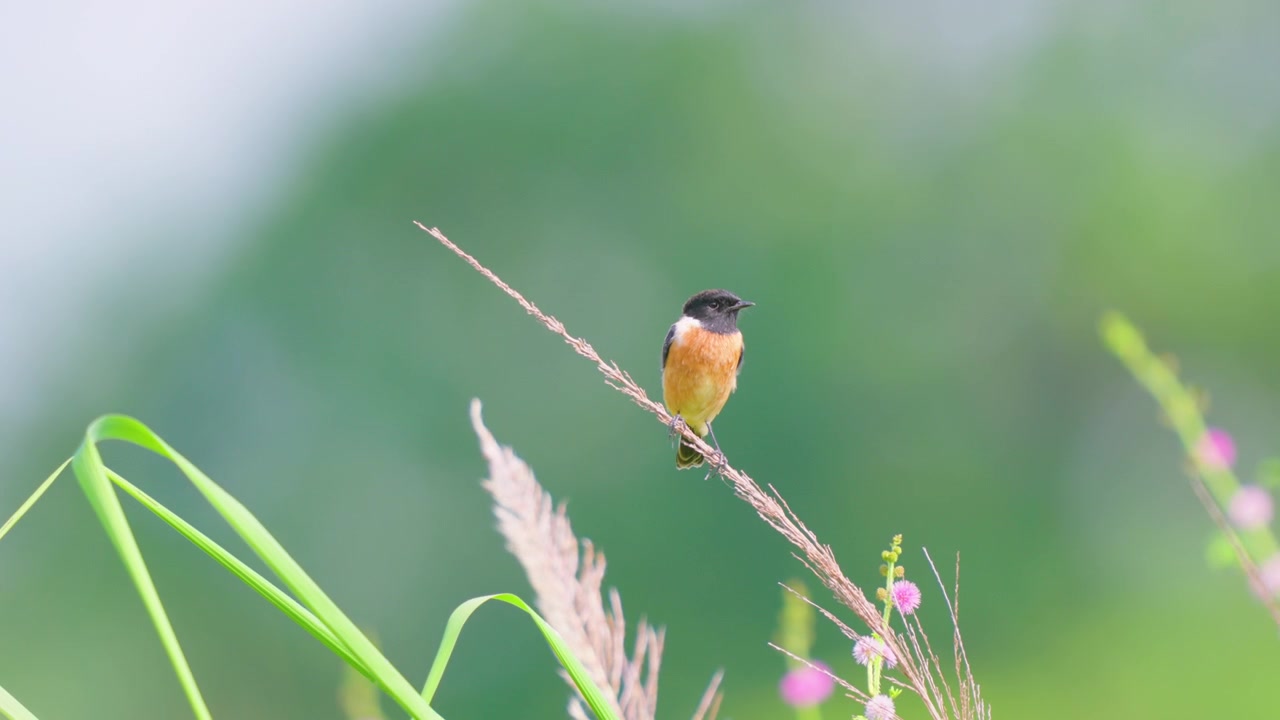 Un plan cinématographique d'un traquet de Sibérie se reposant sur une tige d'herbe sèche dans un champ verdoyant et luxuriant en Inde. Utile pour les documentaires animaliers et le contenu sur la conservation de la faune.