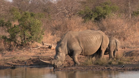 a southern white rhino takes a drink from the waterhole as her calf patiently waits by her side