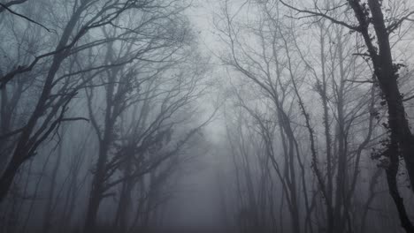 silhouette of forest tree on misty day in mysterious horror shot, dolly forward