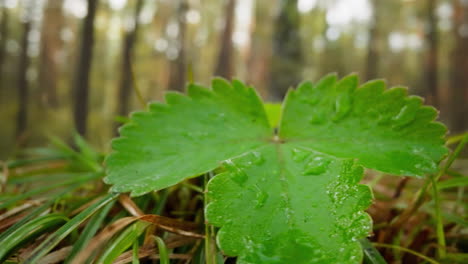 Strawberry-bush-with-water-drops-on-leaves-grows-in-forest