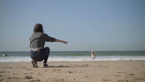 labrador dog carrying wooden stick to owner.