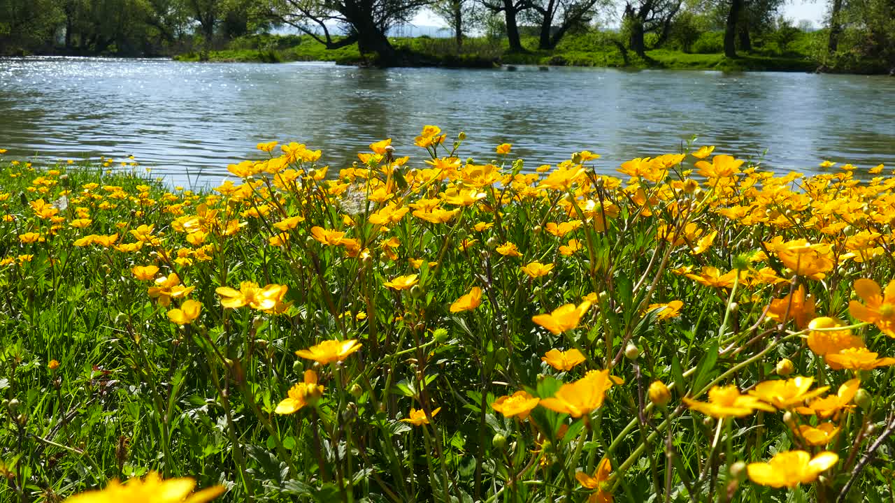 Vilde gule blomster på flodbredden